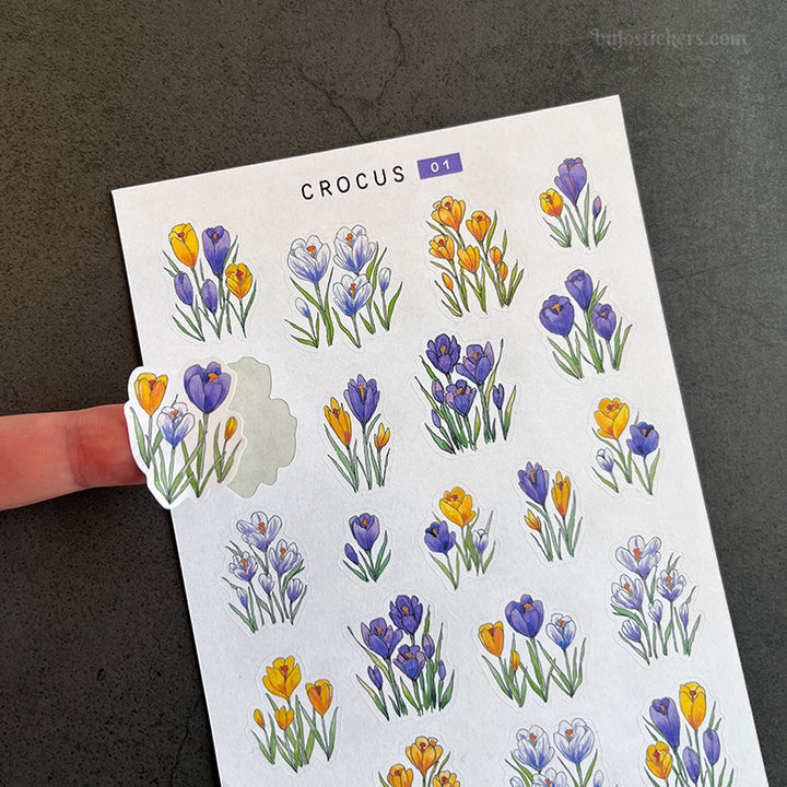 Crocus 01