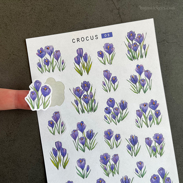 Crocus • SET of 4