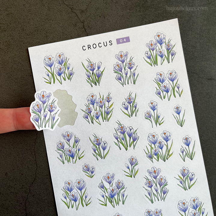 Crocus • SET of 4